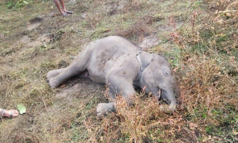 हाथियों के दल में शावक की तालाब में मृत्यु, वन विभाग ने अंतिम संस्कार किया