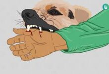 रेबीज़ पर सतर्कता ही सुरक्षा का सबसे बड़ा उपाय, लापरवाही नहीं, जागरूकता और समय पर इलाज ही जीवन की गारंटी