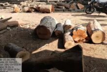 गुरु नानक सॉ मिल में रेड, पेड़ का गोला और चिरान जब्त