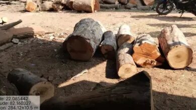 गुरु नानक सॉ मिल में रेड, पेड़ का गोला और चिरान जब्त गुरु नानक सॉ मिल में रेड, पेड़ का गोला और चिरान जब्त