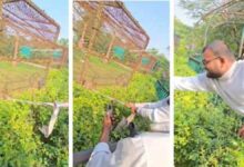 मैहर जू तेंदुए के पास खतरनाक मस्ती का वीडियो वायरल