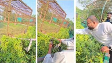 मैहर जू तेंदुए के पास खतरनाक मस्ती का वीडियो वायरल