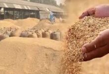 अभी तक 13 लाख 21 हजार मीट्रिक टन से अधिक हुई धान खरीदी