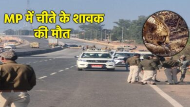 ग्वालियर में सड़क हादसे में चीते के शावक की मौत ग्वालियर में सड़क हादसे में चीते के शावक की मौत