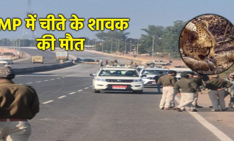 ग्वालियर में सड़क हादसे में चीते के शावक की मौत ग्वालियर में सड़क हादसे में चीते के शावक की मौत