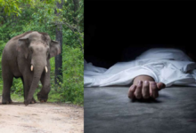 सूरजपुर में हाथियों का आतंक 5 महीने के बच्चे की मौत