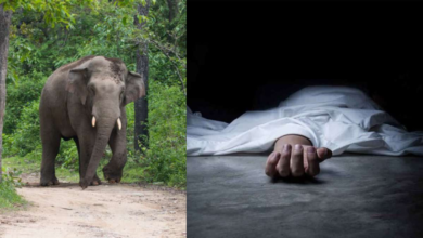 सूरजपुर में हाथियों का आतंक 5 महीने के बच्चे की मौत सूरजपुर में हाथियों का आतंक 5 महीने के बच्चे की मौत