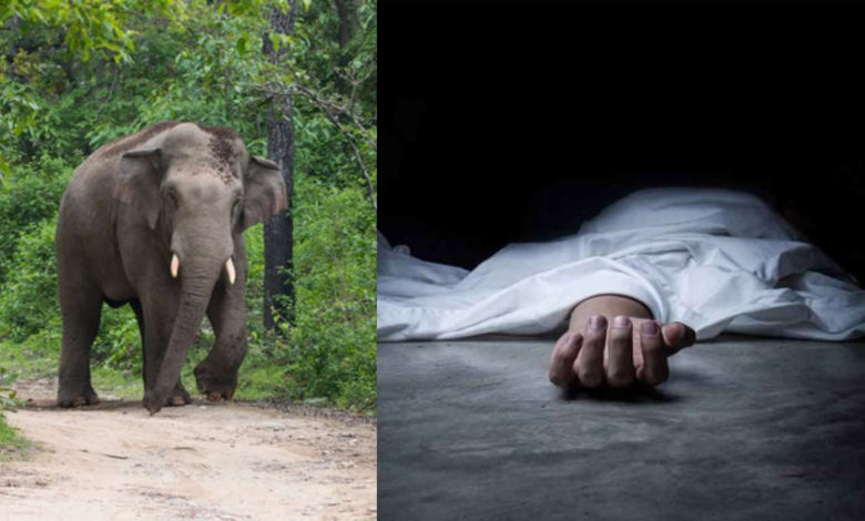सूरजपुर में हाथियों का आतंक 5 महीने के बच्चे की मौत सूरजपुर में हाथियों का आतंक 5 महीने के बच्चे की मौत
