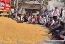 हरदा कम भाव पर किसानों का मक्का सड़क पर पलटा