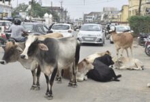 जगदलपुर आवारा पशुओं के मालिकों के खिलाफ FIR और जुर्माना