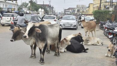 जगदलपुर आवारा पशुओं के मालिकों के खिलाफ FIR और जुर्माना जगदलपुर आवारा पशुओं के मालिकों के खिलाफ FIR और जुर्माना