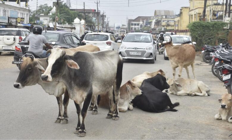 जगदलपुर आवारा पशुओं के मालिकों के खिलाफ FIR और जुर्माना जगदलपुर आवारा पशुओं के मालिकों के खिलाफ FIR और जुर्माना