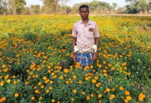 धान से गेंदा फूल तक का सफर- बरगांव के देवानंद ने एक एकड़ में कमाए ढाई लाख