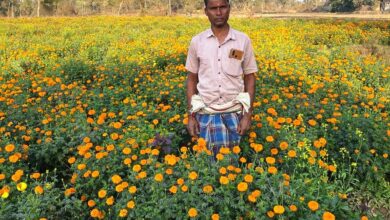 धान से गेंदा फूल तक का सफर- बरगांव के देवानंद ने एक एकड़ में कमाए ढाई लाख
