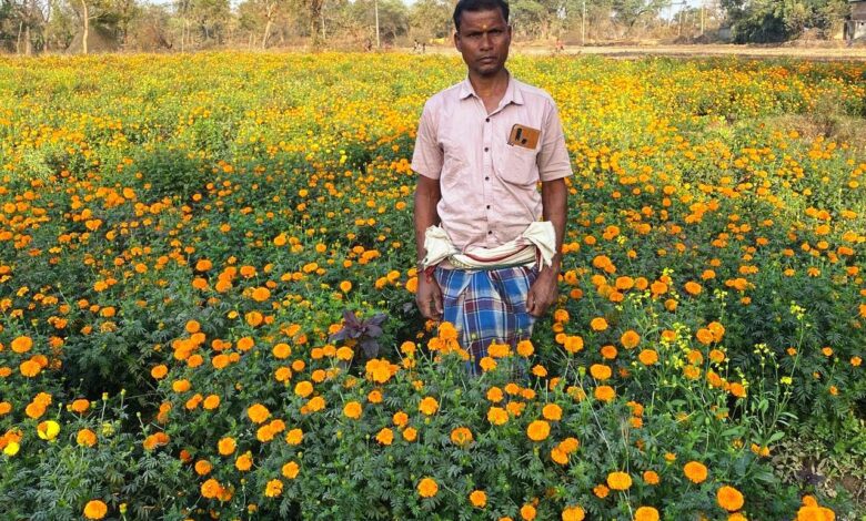 धान से गेंदा फूल तक का सफर- बरगांव के देवानंद ने एक एकड़ में कमाए ढाई लाख