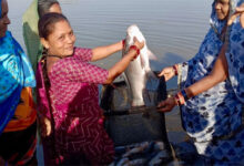 बिहान योजना से बदल रही जिंदगी, लखपति दीदी बनकर आगे बढ़ रहीं कबीरधाम जिले की महिलाएँ