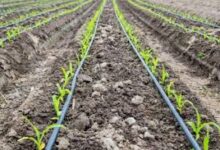 पारापुर डायवर्सन योजना के लिए 9.30 करोड़ स्वीकृत