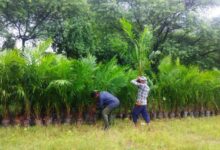 खाद्य तेलों में आत्मनिर्भरता और कृषकों की दीर्घकालीन आय वृद्धि की दिशा में बड़ा कदम