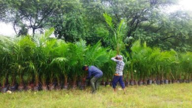 खाद्य तेलों में आत्मनिर्भरता और कृषकों की दीर्घकालीन आय वृद्धि की दिशा में बड़ा कदम