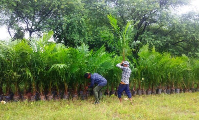 खाद्य तेलों में आत्मनिर्भरता और कृषकों की दीर्घकालीन आय वृद्धि की दिशा में बड़ा कदम