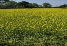 सरसों की खेती से आत्मनिर्भर बनीं बजरहीन बाई गोंड़