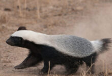 उसाड़ गांव के नयाटोला क्षेत्र में नजर आया दुर्लभ वन्य जीव हनी बैजर