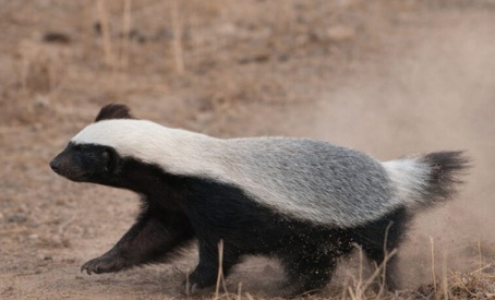 उसाड़ गांव के नयाटोला क्षेत्र में नजर आया दुर्लभ वन्य जीव हनी बैजर
