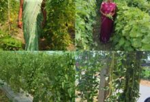 कर्ज के बोझ से मुक्त होकर आत्मनिर्भर बनी सुष्मिता प्रतिमाह कमा रही 50 हजार