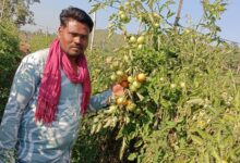 टमाटर की बेहतरीन फसल से किसान त्रवेंद्र की बदली किस्मत, दिल्ली, यूपी व अन्य राज्यों तक जा रहा