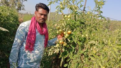 टमाटर की बेहतरीन फसल से किसान त्रवेंद्र की बदली किस्मत, दिल्ली, यूपी व अन्य राज्यों तक जा रहा