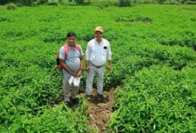 मूलचंद बंजारे ने वैज्ञानिक पद्धति अपनाकर बढ़ाया उत्पादन, कीट-रोग से मिली राहत