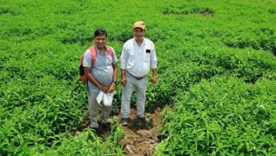 मूलचंद बंजारे ने वैज्ञानिक पद्धति अपनाकर बढ़ाया उत्पादन, कीट-रोग से मिली राहत