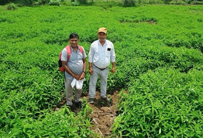 मूलचंद बंजारे ने वैज्ञानिक पद्धति अपनाकर बढ़ाया उत्पादन, कीट-रोग से मिली राहत