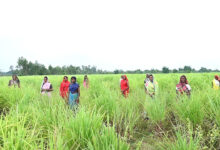 लेमनग्रास की खेती- किसानों के लिए कमाई का उत्तम विकल्प