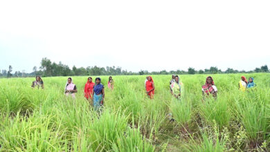 लेमनग्रास की खेती- किसानों के लिए कमाई का उत्तम विकल्प