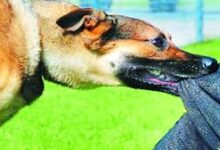 पालतू कुत्ते ने तीन गांव में 14 लोगों को काटा, 5 गंभीर