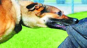 पालतू कुत्ते ने तीन गांव में 14 लोगों को काटा, 5 गंभीर पालतू कुत्ते ने तीन गांव में 14 लोगों को काटा, 5 गंभीर