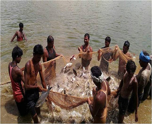 प्रधानमंत्री मत्स्य सम्पदा योजना से आई मत्स्य क्रांति, किसानों व मछुवारों की बदली आर्थिक तस्वीर प्रधानमंत्री मत्स्य सम्पदा योजना से आई मत्स्य क्रांति, किसानों व मछुवारों की बदली आर्थिक तस्वीर
