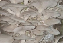 जैविक मशरूम उत्पादन से आत्मनिर्भर बनी दंतेवाड़ा की नारी शक्ति