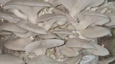 जैविक मशरूम उत्पादन से आत्मनिर्भर बनी दंतेवाड़ा की नारी शक्ति जैविक मशरूम उत्पादन से आत्मनिर्भर बनी दंतेवाड़ा की नारी शक्ति