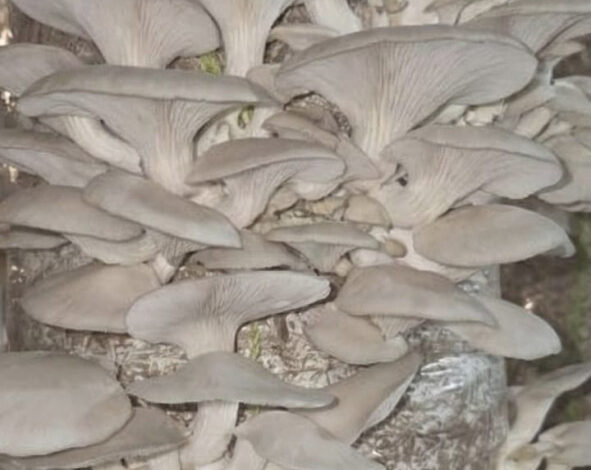 जैविक मशरूम उत्पादन से आत्मनिर्भर बनी दंतेवाड़ा की नारी शक्ति