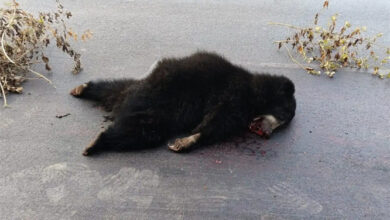 अज्ञात वाहन की टक्कर से भालू की हुई मौत