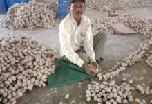 तसर पालन ने बदल दी जिंदगी – ग्राम सलोरा के किसान भरत बने आत्मनिर्भर