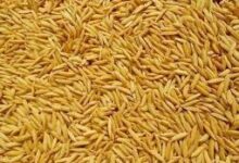 धान बीज उत्पादक कृषकों को मिला 1.48 करोड़ अग्रिम भुगतान