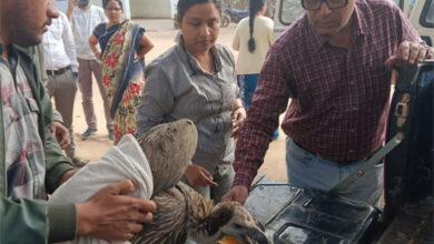 गिद्ध और उड़न गिलहरी की सफल रेस्क्यू ने दिखाई विभाग की संवेदनशीलता