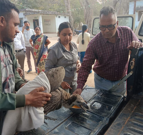 गिद्ध और उड़न गिलहरी की सफल रेस्क्यू ने दिखाई विभाग की संवेदनशीलता