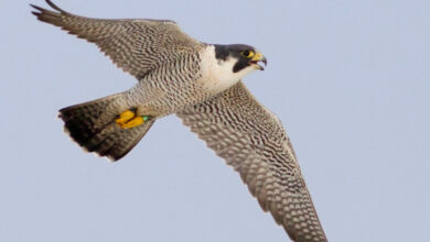 आसमान का चीता कहा जाने वाला पक्षी पेरेग्रीन फाल्कन दिखा उदंती-सीतानदी टाइगर रिजर्व में आसमान का चीता कहा जाने वाला पक्षी पेरेग्रीन फाल्कन दिखा उदंती-सीतानदी टाइगर रिजर्व में