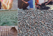 धमतरी, बालोद, महासमुंद और गरियाबंद जिलों में शुरू हुई मखाना विकास योजना, 178 लाख की राशि स्वीकृत