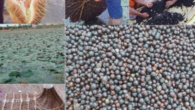 धमतरी, बालोद, महासमुंद और गरियाबंद जिलों में शुरू हुई मखाना विकास योजना, 178 लाख की राशि स्वीकृत