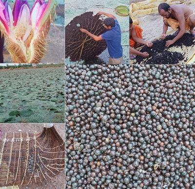 धमतरी, बालोद, महासमुंद और गरियाबंद जिलों में शुरू हुई मखाना विकास योजना, 178 लाख की राशि स्वीकृत धमतरी, बालोद, महासमुंद और गरियाबंद जिलों में शुरू हुई मखाना विकास योजना, 178 लाख की राशि स्वीकृत